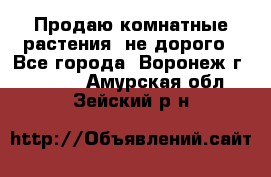 Продаю комнатные растения  не дорого - Все города, Воронеж г.  »    . Амурская обл.,Зейский р-н